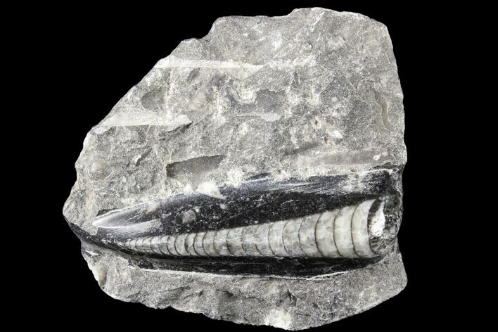 Polished Orthoceras (Cephalopod) Fossils - Morocco #84069